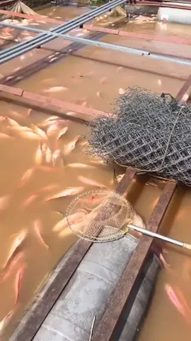 Ribuan ikan di tambak ini banyak yang mati #fyp #viral #trending 