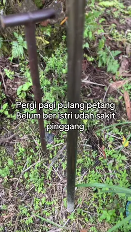 Bahaya😅#kulisawit #pemanensawit #sawitontiktok #ladangsawit #fypjangkauanluas 