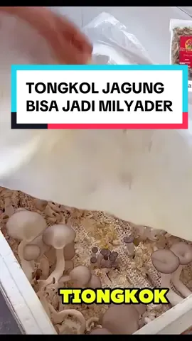 STOP!! JANGAN BUANG TONGKOL JAGUNG KALAU MAU BUDIDAYA JAMUR, #HIGHLIGHT #tiktok #fyp #bertani #INFO 