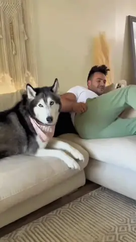 #pet #funnyvideos #fyp #dog #dogsoftiktok 