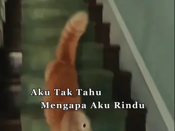 #catmeme #dailylife #dailylifememe #cat #lyrics  #kucing #kucingtiktok #fyp #jiwang #stings #dalamdiamakumencintaimu 