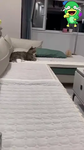 #Comedy #animals #cat #funnyvideos #funny 