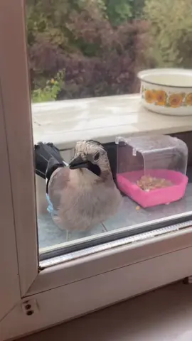 Дождливое, доброе утро! #сойка🐦