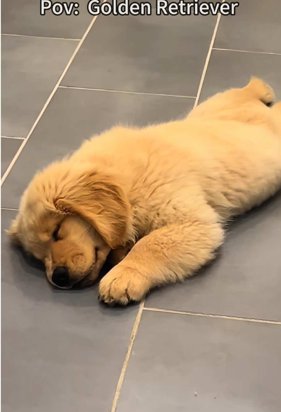 Golden retriever puppies are so adorable ❤️❤️❤️#goldenretriever #goldenretrieverpuppy #puppy #puppytiktok #foryou 