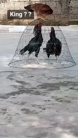 #fypシ゚viral #unfrezzmyaccount #شوق #aseela da #👊👊👊👊👊👊 