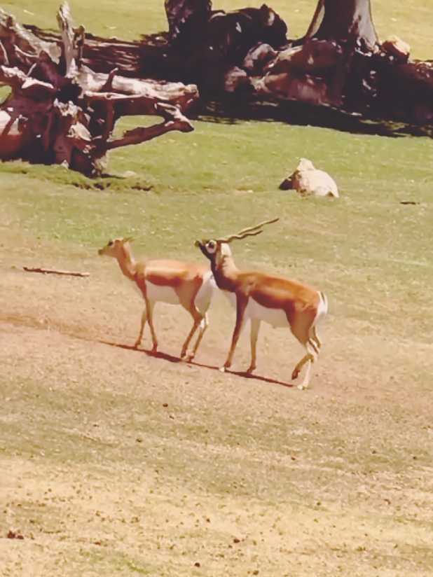 deer#video#American #wildlife #fyp DeerLovers                        #DeerCapture                 