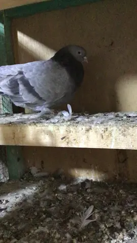 #الحمام_الازرك_العراقي  #جنايه_الحمام_لازرك_العراقي_طيار  #الشعب_الصيني_ماله_حل😂😂  #tiktok 