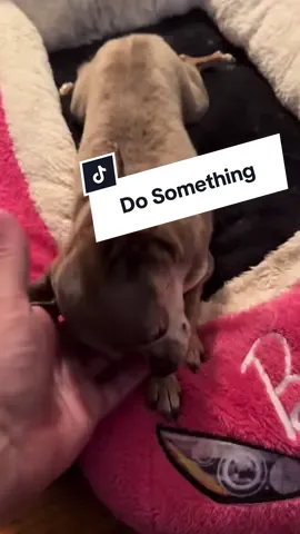 #dog #chihuahua #dogvideos #Love #fyp 
