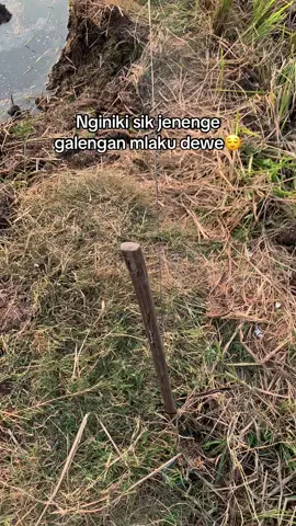 podo-podo petanine tapi do rusuh. galengan dadi ra genah🥹. gene dulur tani sekalian opo yo umume do ngeniki lur🙏🏻😭
