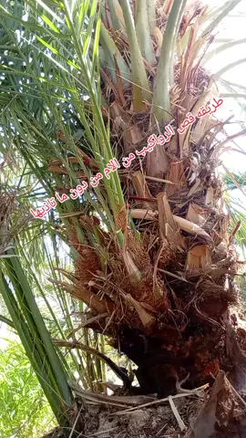 #نخيل_مثمر_بجميع_انواعه_ومقاسته_المختلفه #تنضيف_وتكريب_جميع_انواع_انخيل،توريدوقلع،وغرس،جميع،انوع،النخيل #القصيم_بريده_عنيزه_الرس_البكيرية #عساف #فلو 