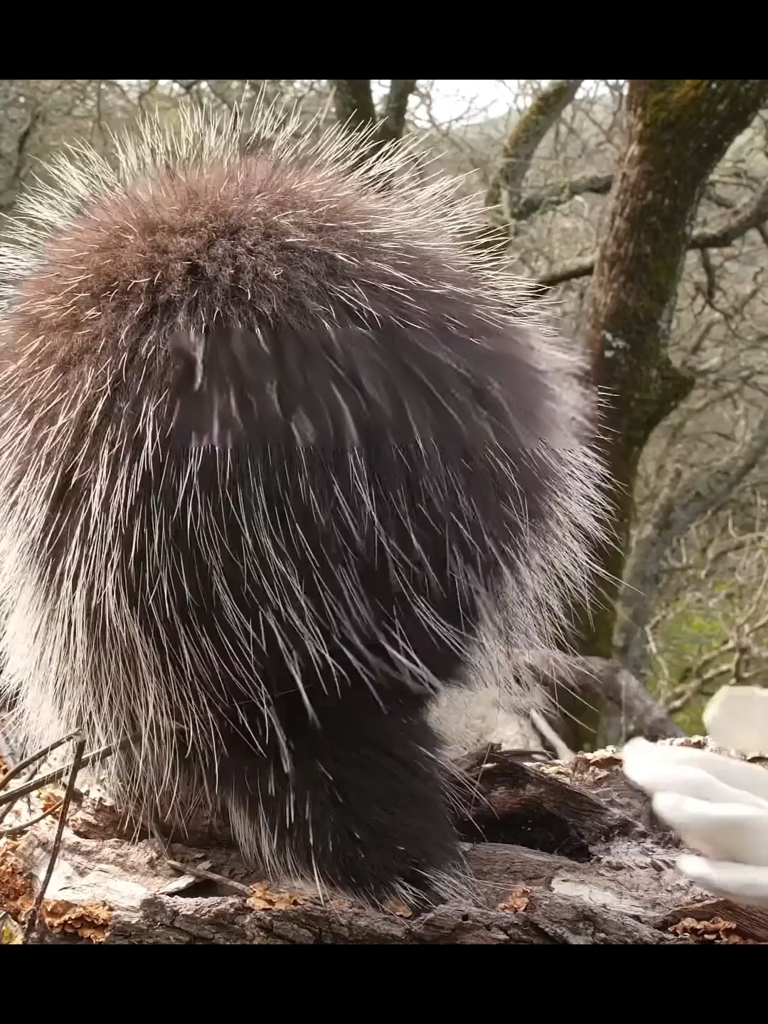 Khi tiến hoá đạt tới trình “auto phản đòn” #caocuongvu #LearnOnTikTok #hoccungtiktok #vulaci