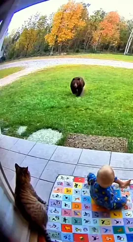 A Cat Save A Baby #footage #cctv #crazy #tiktok #cctv 