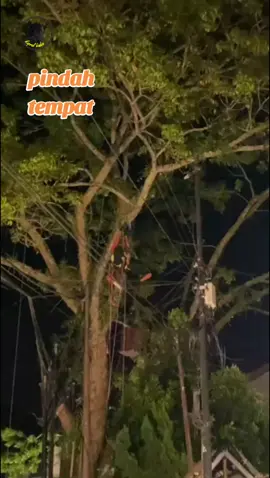 pemangkasan pohon mahoni pindah tempat #pemangkasan #treeservice  #tree #mahoni #safety  @Bpbd Kota Tasikmalaya 