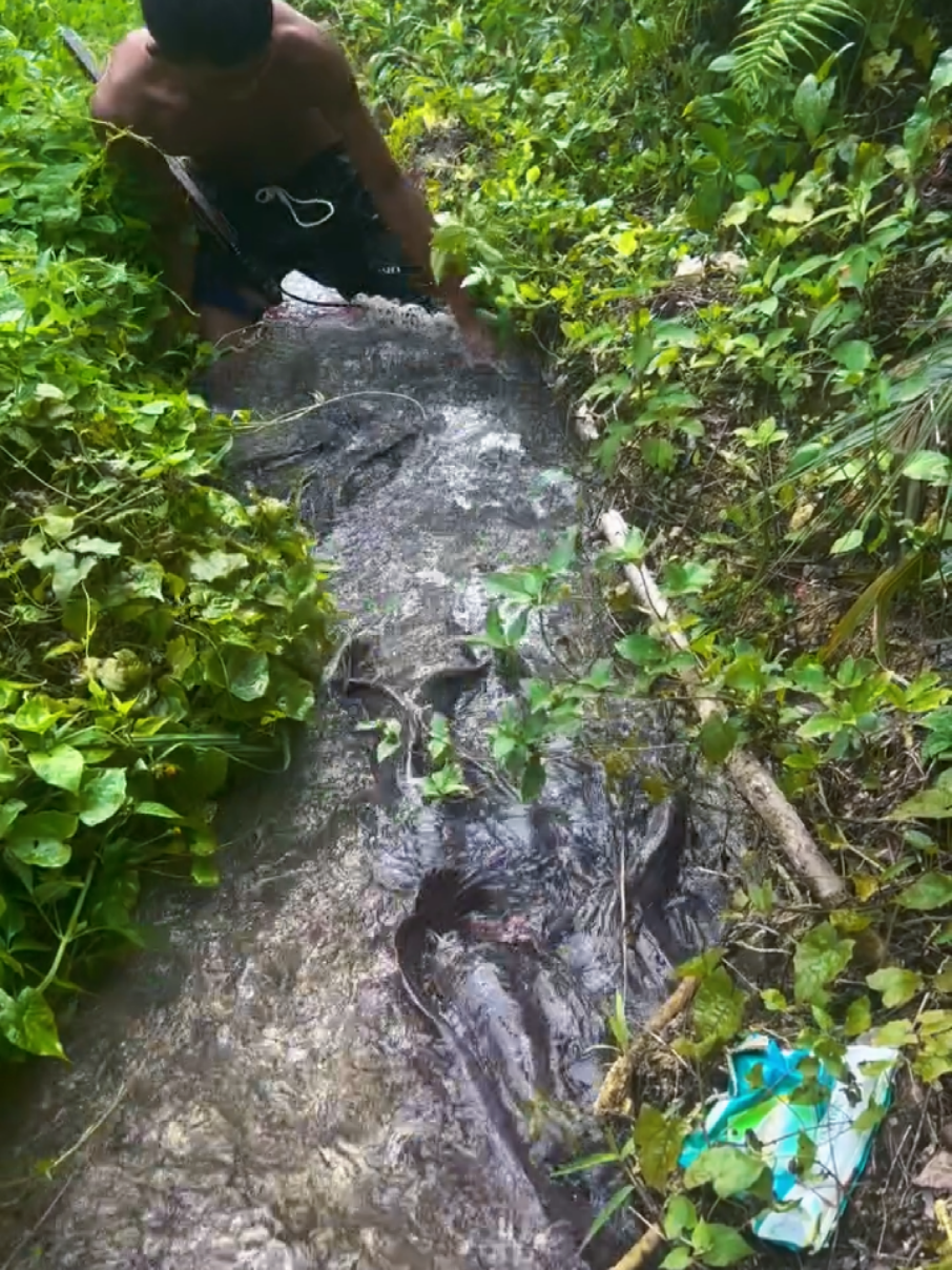 banyak ikan di sungai #ikan #sungai #mancing #hiburantiktok #foryou 