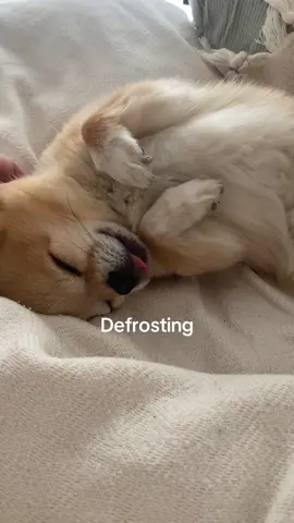 Goood morning 💖 #tiktokdogs #fyp #tiktokviral #chihuahua #sundayreset 