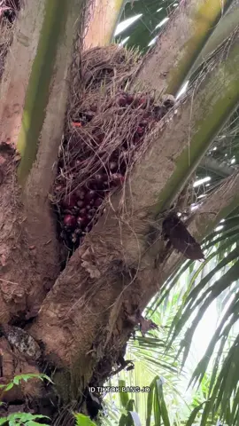 🥰🌴 #panensawit #egreksawit #fyp 