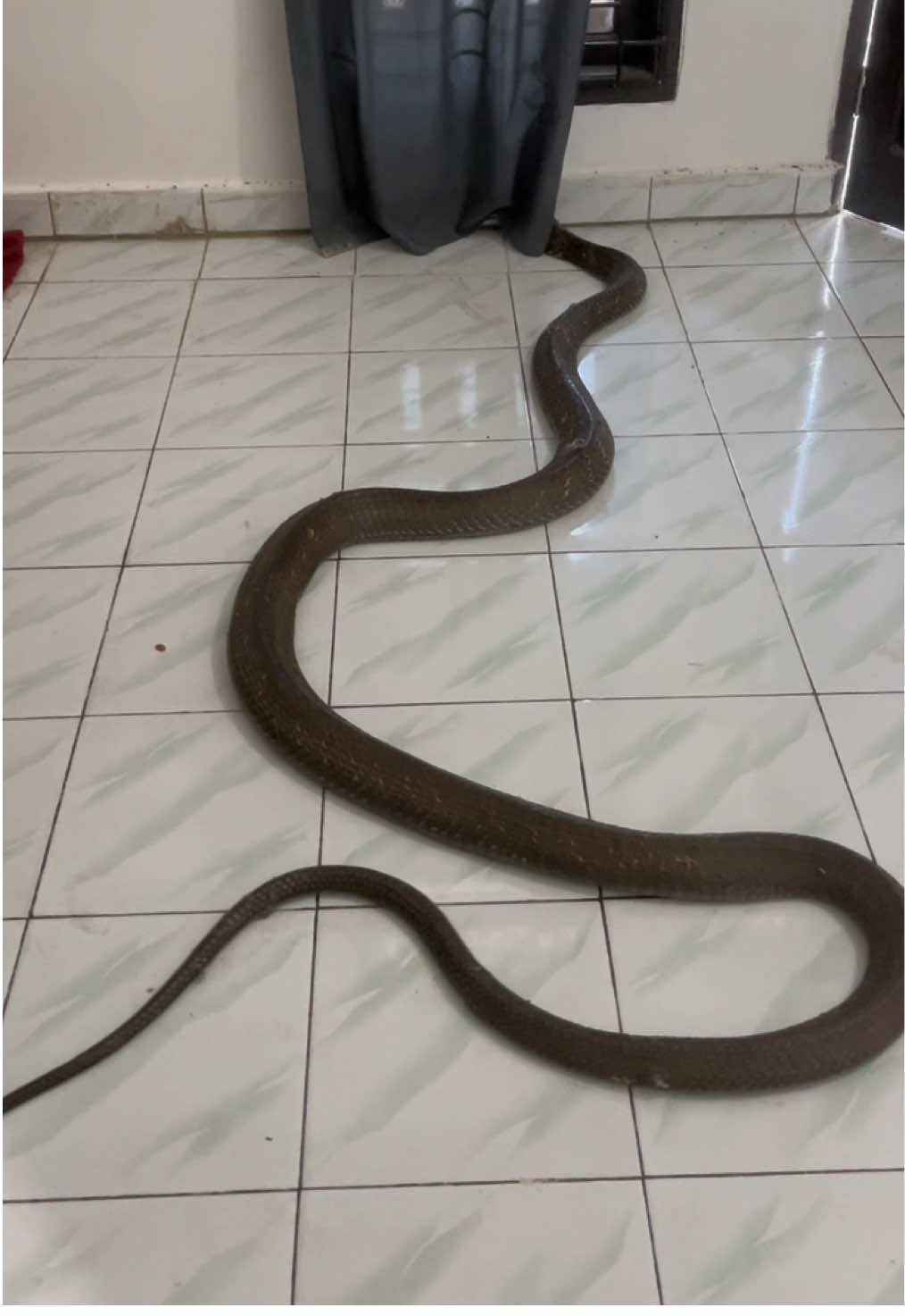 King cobra raksasa badai semakin membesar #mandapetualang 