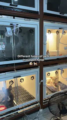Which one’s your furbaby? 😂 📍AW-K9 Mesaland Drive, Sta. Rosa 🐾 Book your pet’s stay today!