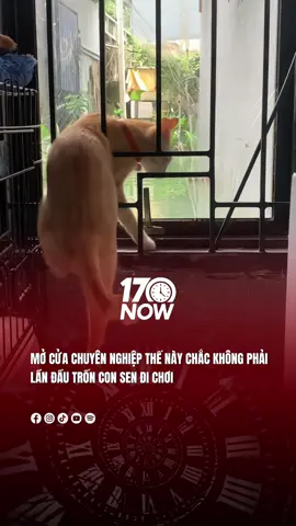 Cất s.ổ đ.ỏ nhanh còn kịp #17network #17now 