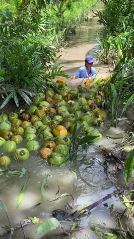 Hôm nay đi hái dừa nha mọi người #TuanPlusReview 