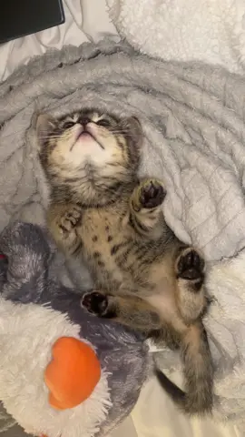 My shaylaaa 😭 #fyp #baby #kitty #kitten #cattok 