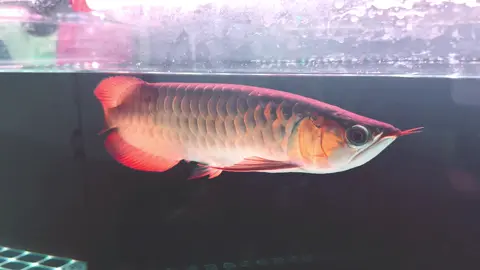 7 củ có chip cho ai cần!