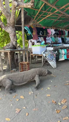 Komodonya mau shopping dulu yaa#komododragon #tripkomodo #fyp #labuanbajotrip #nttpride🏝🔥 