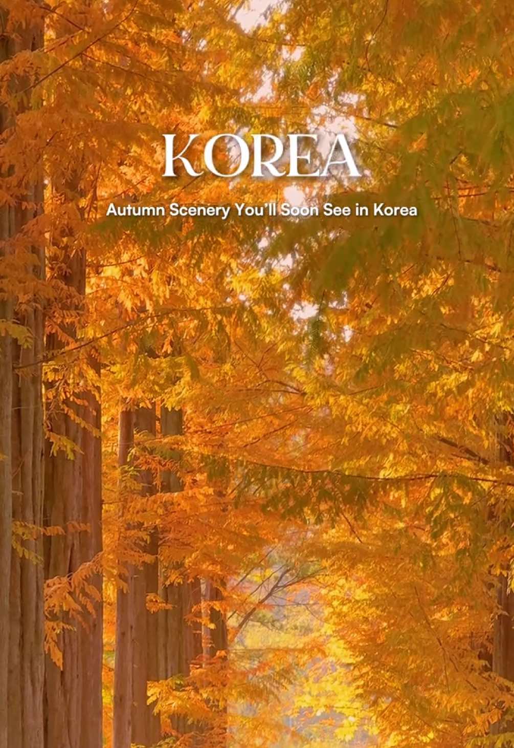 11월이 기다려지는 이유..🍂 곧 국내에서 볼 수 있는 풍경이에요 서울에서도 가볍게 다녀올 수 있는 남이섬입니다! 곳곳에 단풍이나 메타세쿼이아 등 예쁜 풍경 가득하니 이번 가을에 꼭 다녀와보세요! 📍남이섬 . . . . . #korea #fall  #韓国#travel 