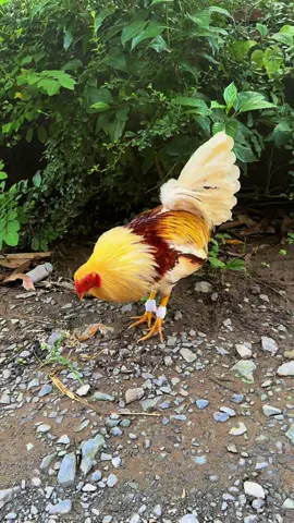 Khởi động màu nè đá ăn cho dễ 🤣🤣#TikTokAwardsVN #aexemvui🐓🌾🌾 #xuhuong #traigasangbao#viralvideo 