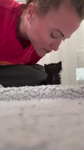 So sweet #cat #Love #pet #fyp 