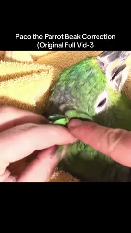 Paco the Parrot Beak Correction (Original Full Vid-3