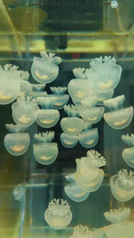 Jellys 🪼#CapCut #jellyfish #foryour #paris #marinebiology 
