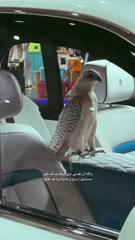 #مهدي #نجران #نفسي_عزيزه #عفت 