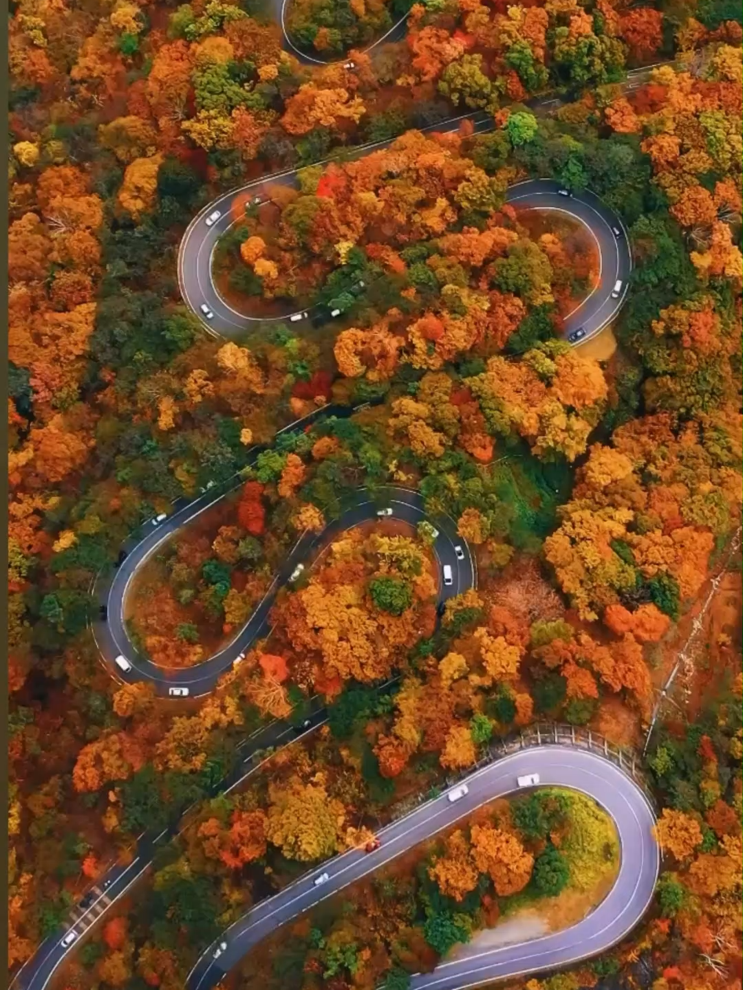 Bạn có sẵn sàng thử thách với 48 khúc cua huyền thoại? 🚗✨ Cung đường Irohazaka ở Nikko là một trong những tuyến đường lái xe đẹp nhất Nhật Bản, uốn lượn quanh sườn núi dẫn lên hồ Chuzenji. Vào mùa thu, cả khung cảnh ngập tràn trong sắc đỏ, cam, vàng rực rỡ – khiến mỗi khúc cua đều như mở ra một bức tranh mới 🍁🍂 🌄 Từ góc nhìn trên cao, con đường hiện ra mềm mại giữa rừng lá đỏ như dải lụa vàng vắt qua núi non – một khung cảnh ngoạn mục khó quên. Nếu có dịp đến Nikko mùa lá đỏ, đừng bỏ lỡ trải nghiệm lái xe (hoặc ngồi ngắm cảnh) trên cung đường Irohazaka – nơi mỗi khúc cua là một điều kỳ diệu của mùa thu Nhật Bản 💛 🍂 Thời gian dự kiến ngắm lá đỏ đẹp nhất : Giữa tháng 10 tới đầu tháng 11  (  🎥 visitjapanjp ) #Dulichnhatbantutuc #nhatban #Nikko #momiji