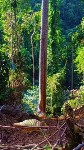 #opratormuda #kayubalak #kalimantan #videoviral #fypシ゚ 🔥🔥🔥