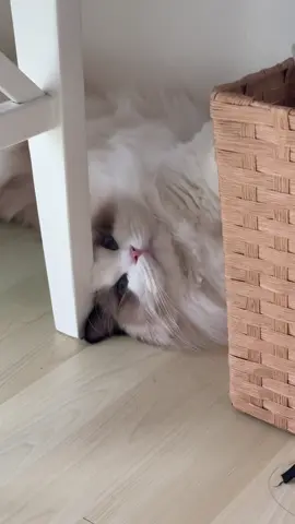 Warning❗Random cat behavior ahead #catsoftiktok #malaysiancats #kucingcomel #funnycat #catlover 