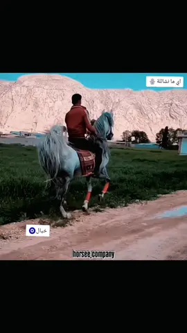 #عادنشر🔁♡♡♡♡♡♡♡♡♡♡ . . . #خيل_عربي_اصيل🐎🐎 #خيل_وخياله🐎🖤ماشاءالله_ #خيل_اهوزي #خيل_وخياله🐎🖤ماشاءالله_اللهم_بارك 