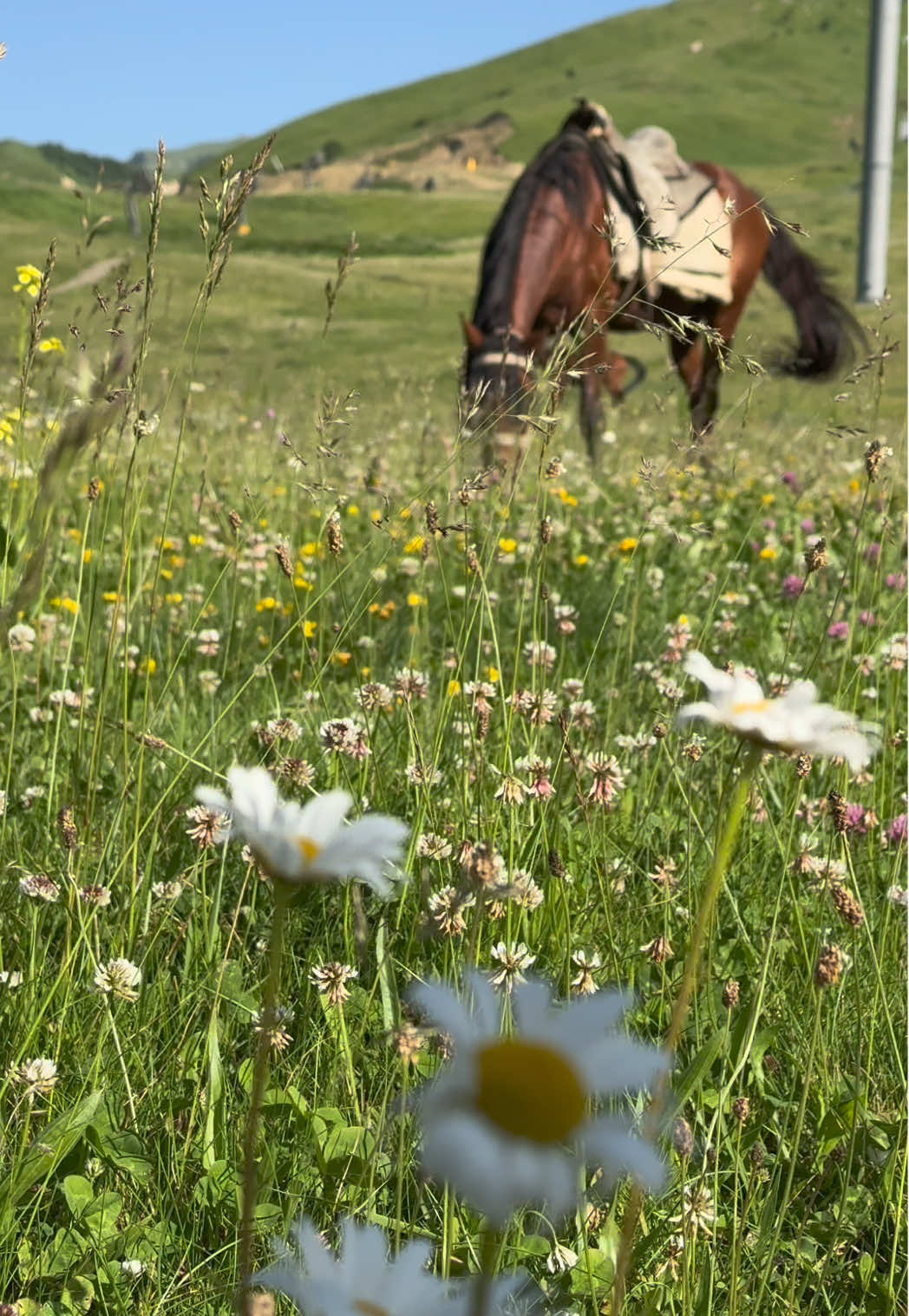 هدوء الطبيعة 🥹 🐎🤍 #azerbaijan #fyp #explore #foryou #خيل_وخياله🐎 