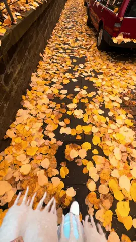 🍂🍁🍂