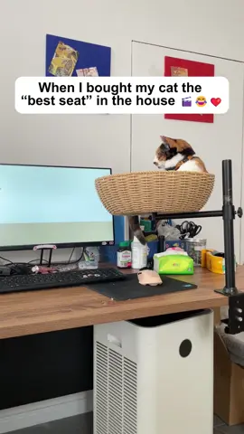 Beat viewing position ##PetProducts##catbed##CatFurniture##catsoftiktok##tiktokmademebuyit