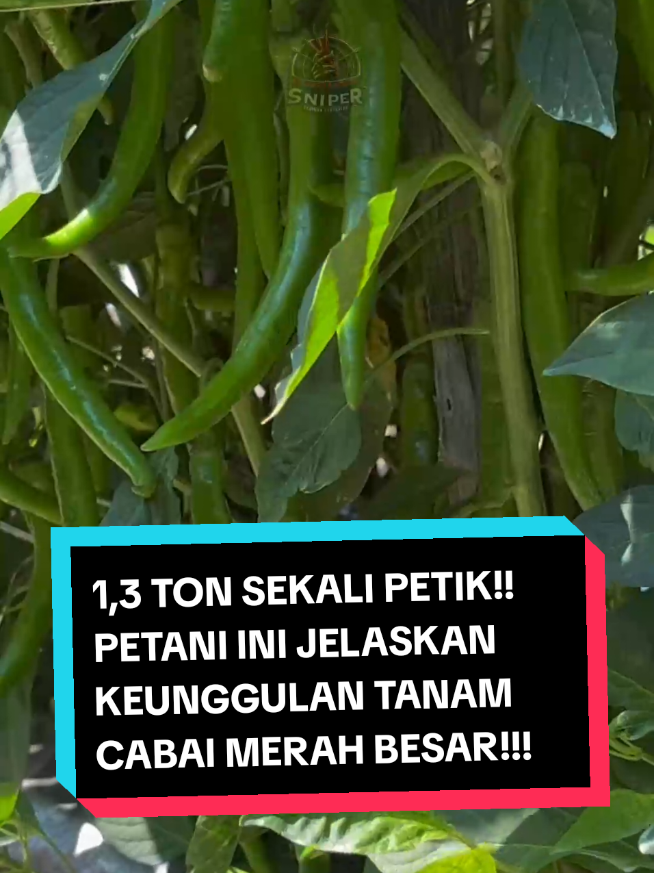 petani asal jember ini jelaskan keunggulan tanam CMB dibanding varietas lain! kalau dulur lebih suka rawat cabai varietas apa lur?? #petanimuda  #cabaimerahbesar #senimanpertanian #bukusakti #fypage 