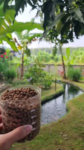 ให้อาหารปลาตอนเช้ากับบรรยากาศหมอกลงใกล้เข้าฤดูหนาว🥰 #ความสุข #บ้านไอยู #ธรรมชาติ #คลองไส้ไก่ #สวน 