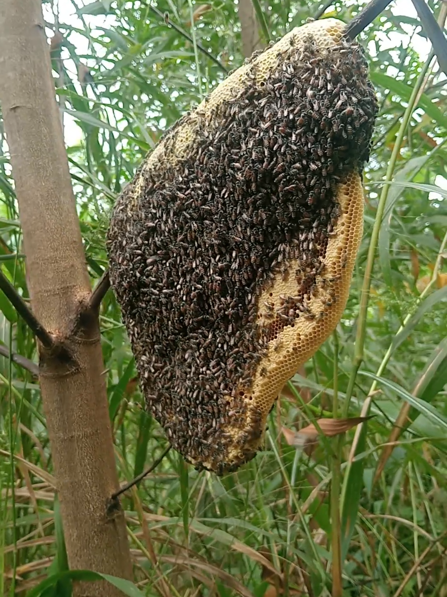 #ViP nữa rùi a.e🤩#ong #mậtongruồi #Mật 