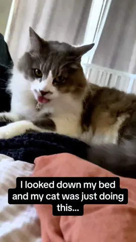 Why Are They Making That Face 😳#cat #cats #catlover #catsoftiktok #kitten #fyp 