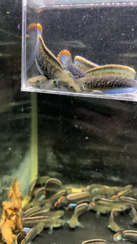 Stewarti fuldot rim tebal redy#stewarti #stewartikarbianglong #stewartiindonesia #stewartifulldot #fyp 