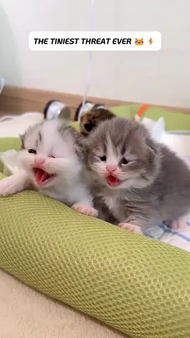 The cute little kitty giving threat #cat #catsoftiktok #cats #catlover #catlife 