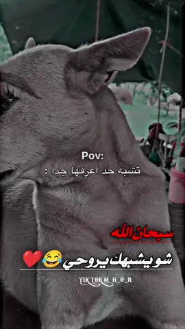 منشن 😂❤#وهيكااا🙂🌸 #تصميم_فيديوهات🎶🎤 #شعب_الصيني_ماله_حل😂😂 #عمحاكيكن🤝🌚🖤 