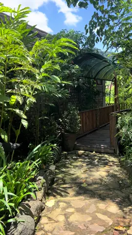 Allow us to host you to unforgettable luxury gorilla safari experiences in Uganda. Brace yourself for a dedicated professional service staff, a soothing aromatic massage or an outing to discover the local Bakiga and Batwa Pygmy cultures! Surrender to the wild, ancient allure of Bwindi impenetrable forest national park, the land of the endangered mountain gorillas, at Gorilla leisure lodge. #ngonisafaris #gorillaleisurelodge #travel #nature #traveltiktok 