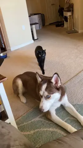 Dog and cat friendship lasts forever 💕#dog #Love #cat #fyp #tiktok 