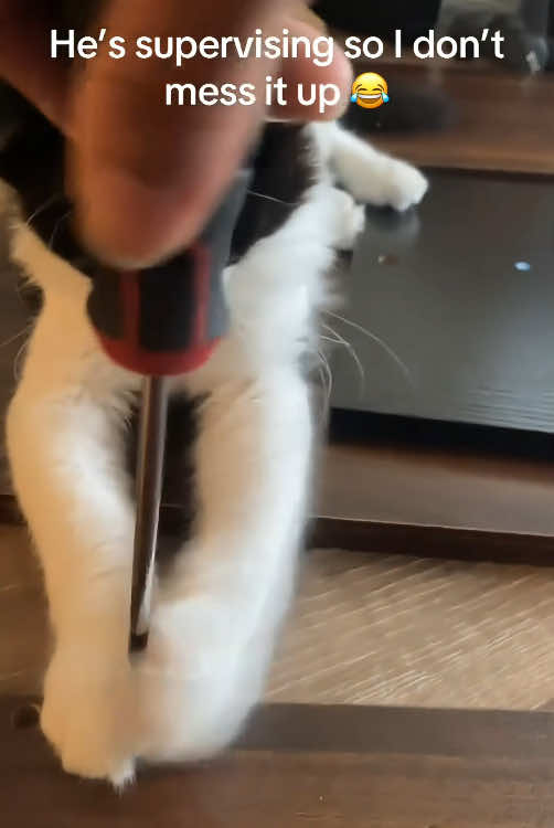 Meet my new purr-essional assistant.😼🤣#cat #catsoftiktok #funnycat #funnyvideo #funnytiktok #fyp #foryou #tiktok 